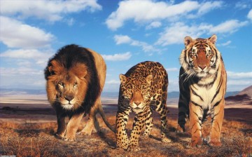 動物 Painting - ライオン トラ ヒョウの動物